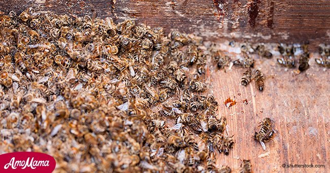 Misteriosa tragedia: alrededor de 72 millones de abejas han muerto repentinamente en Argentina