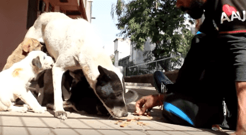 Rescate cachorro| Foto: YouTube / Animal Aid Unlimited, India