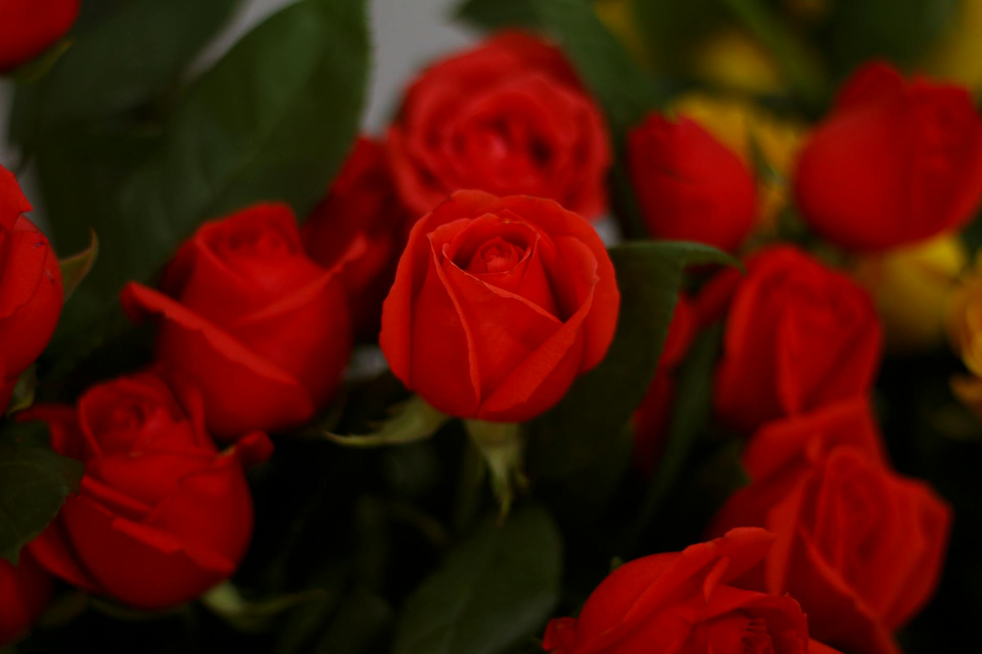 Rosas rojas | Fuente: Pexels