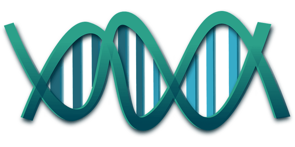Hélice del ADN. | Imagen: Pixabay