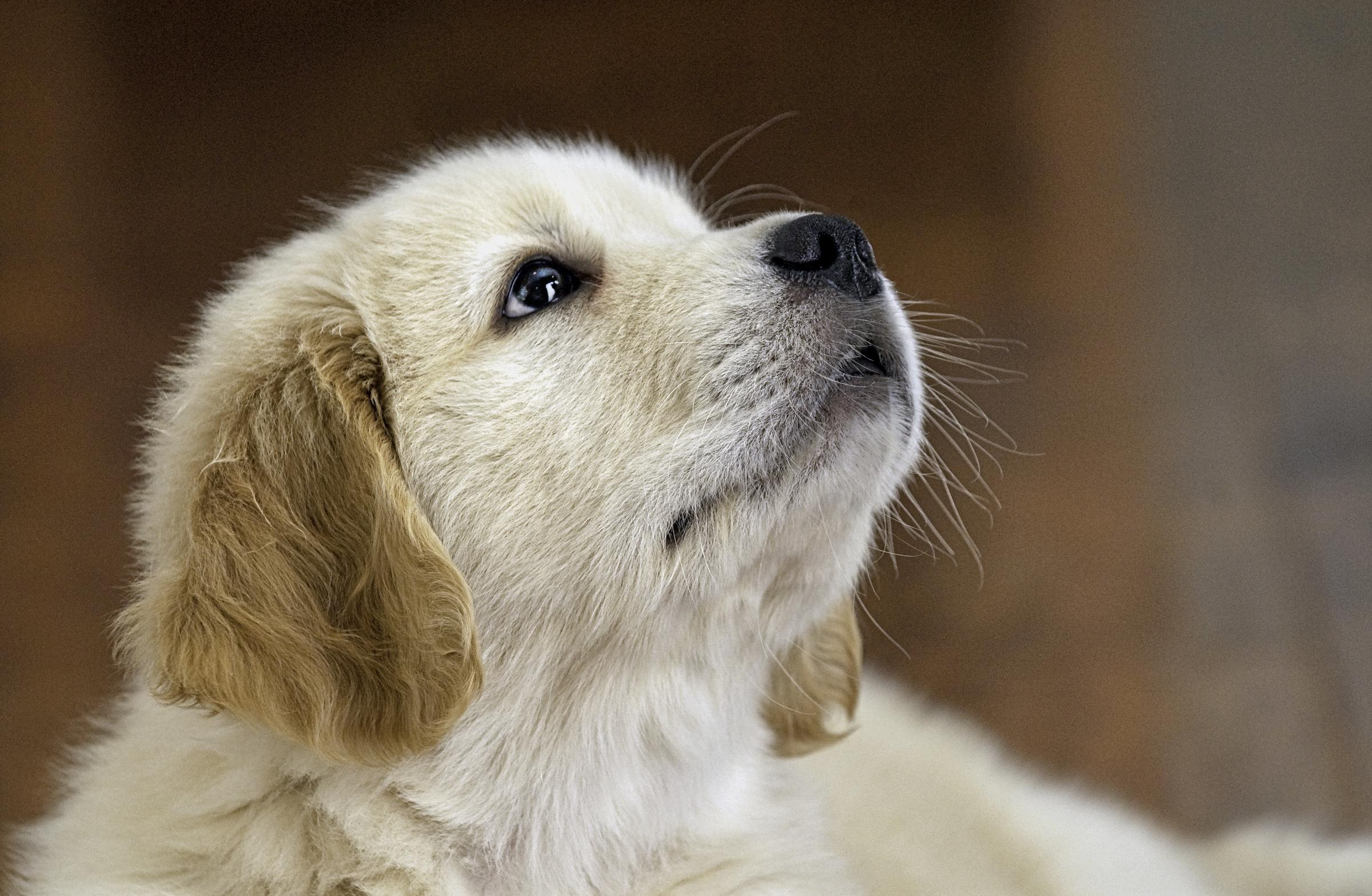 Un cachorro labrador mirando hacia arriba | Fuente: Freepik