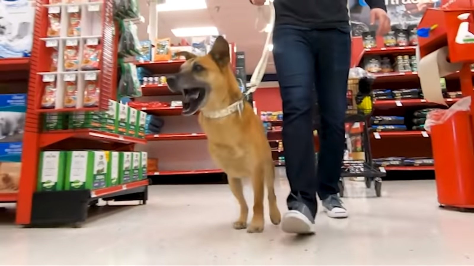 King camina emocionado con sus tres patas por la tienda de mascotas. Fuente: YouTube / Bam Bi