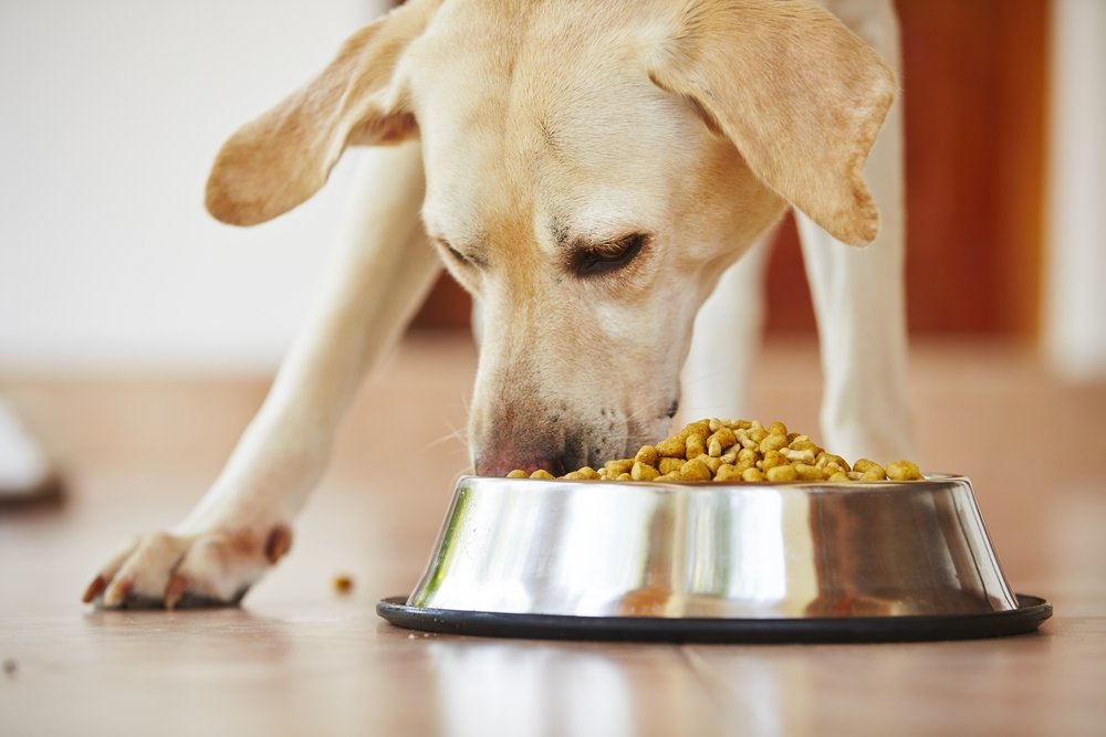 Labrador alimentándose. | Foto: Shutterstock