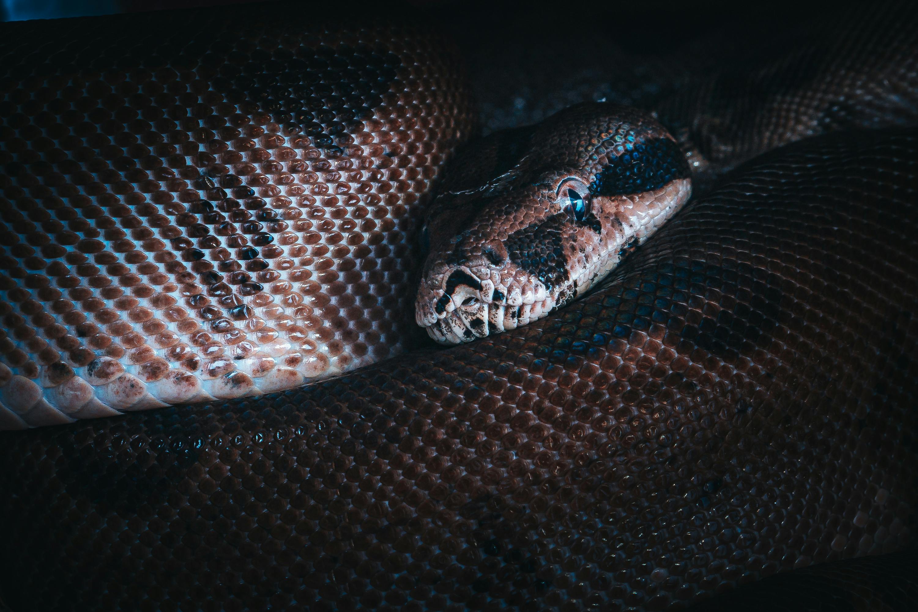 Una serpiente enroscada amenazadoramente en el suelo | Fuente: Pexels