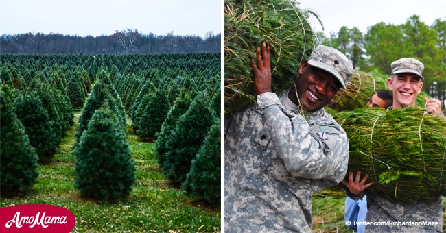 Granja de Michigan envía casi 600 árboles de Navidad a familias de militares