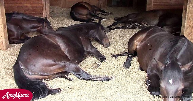 Mujer graba a caballos dormidos flatulentos y roncando, y el video se hace viral