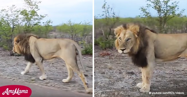Hombre intenta provocar a un león, pero el depredador le enseña una lección