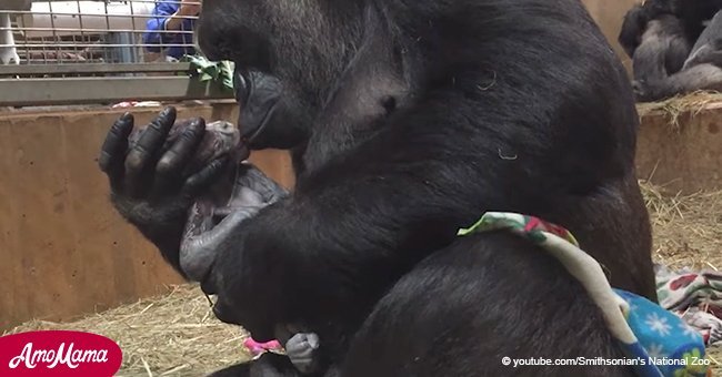 Video muestra a madre gorila dándole dulce beso a bebé que acaba de nacer