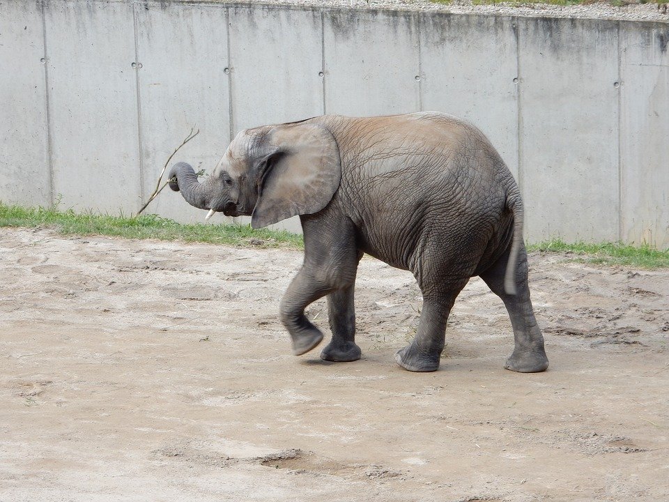 Elefante bebé.| Imagen: Pixabay