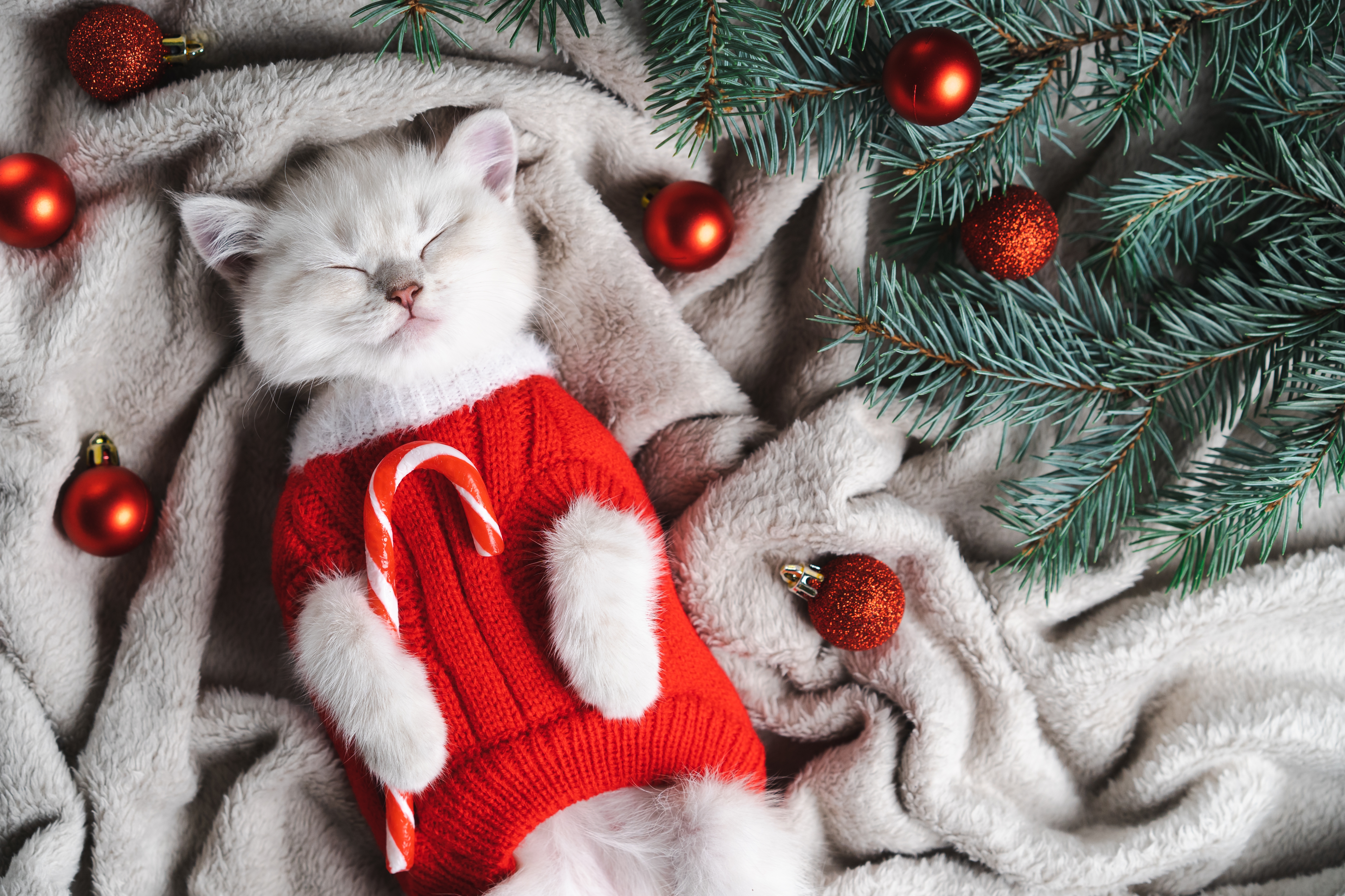Un adorable gato navideño con un jersey rojo recostado sobre una manta gris con los ojos cerrados. | Foto: Shutterstock