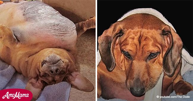 Dachshund de 35 kg tan obeso que apenas podía caminar, logra una transformación increíble