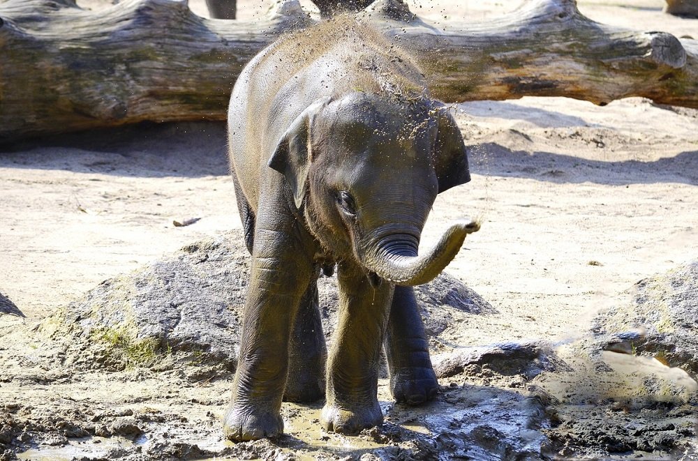 Elefante bebé.| Imagen: PxHere