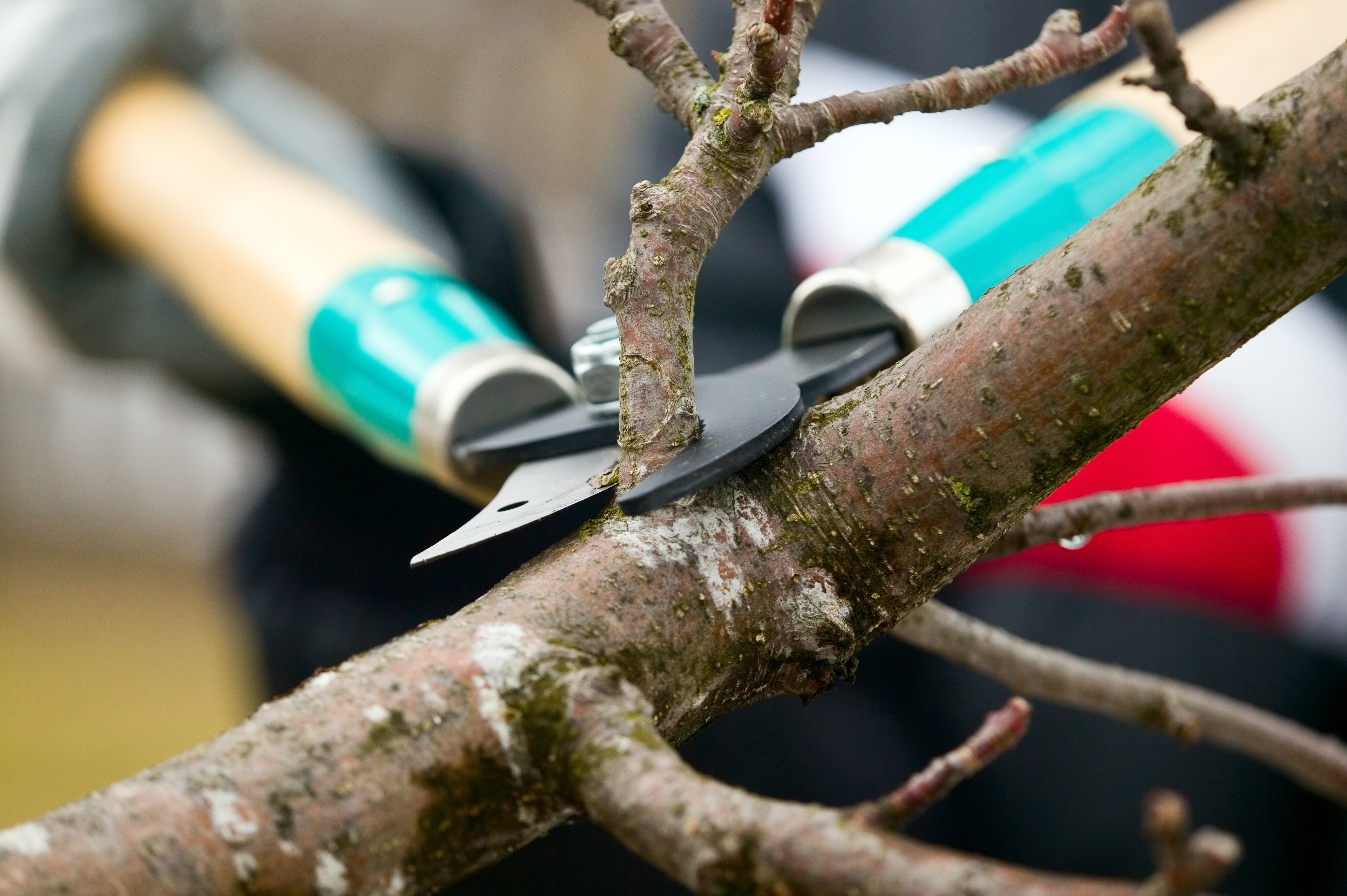 Árbol siendo podado. | Foto: Shutterstock