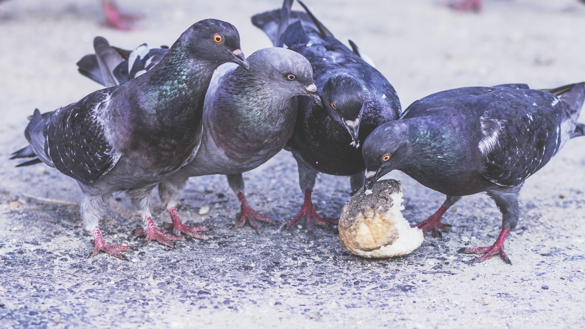 Palomas comiendo sobre el pavimento. || Fuente: PxHere