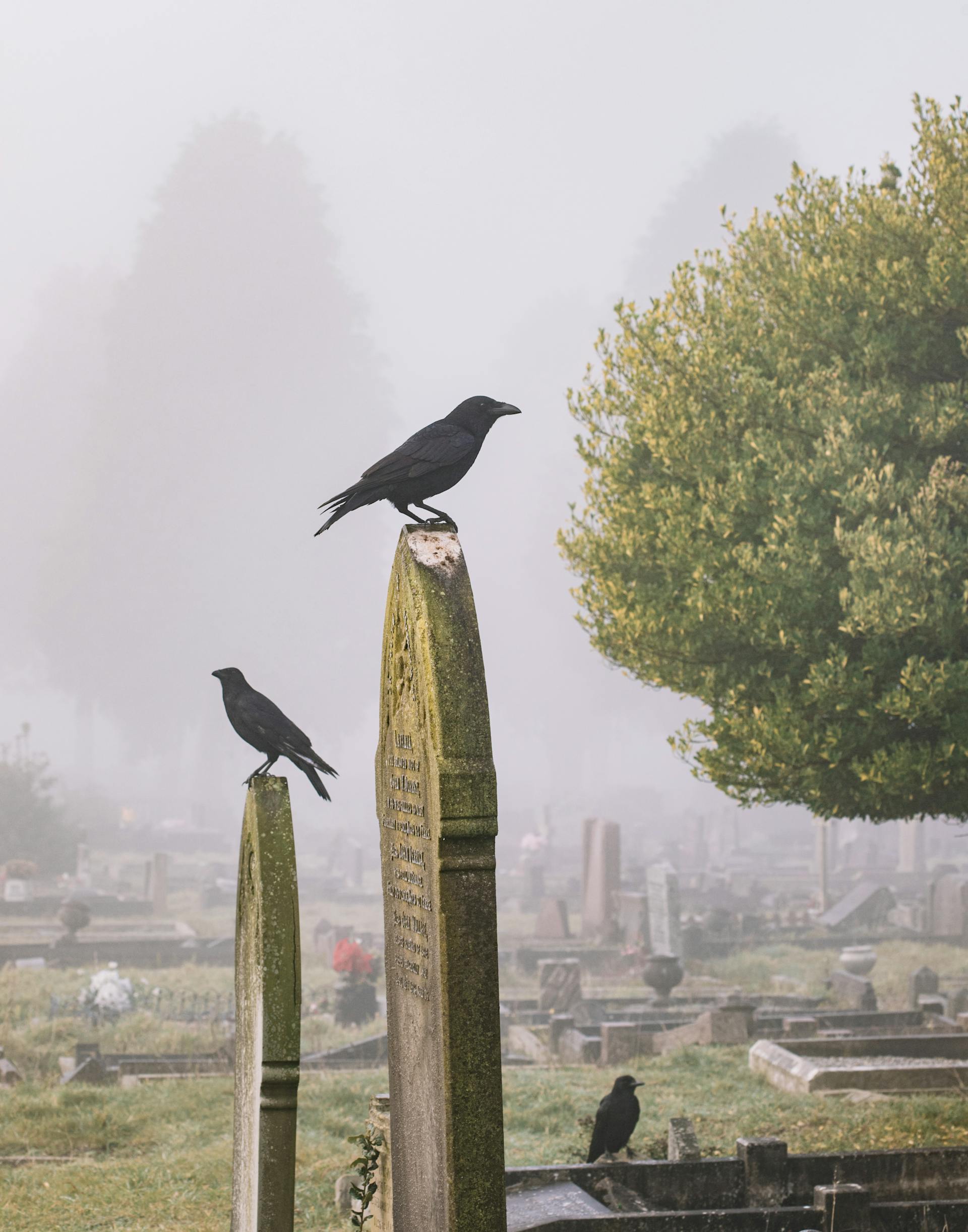 Un cementerio | Fuente: Pexels