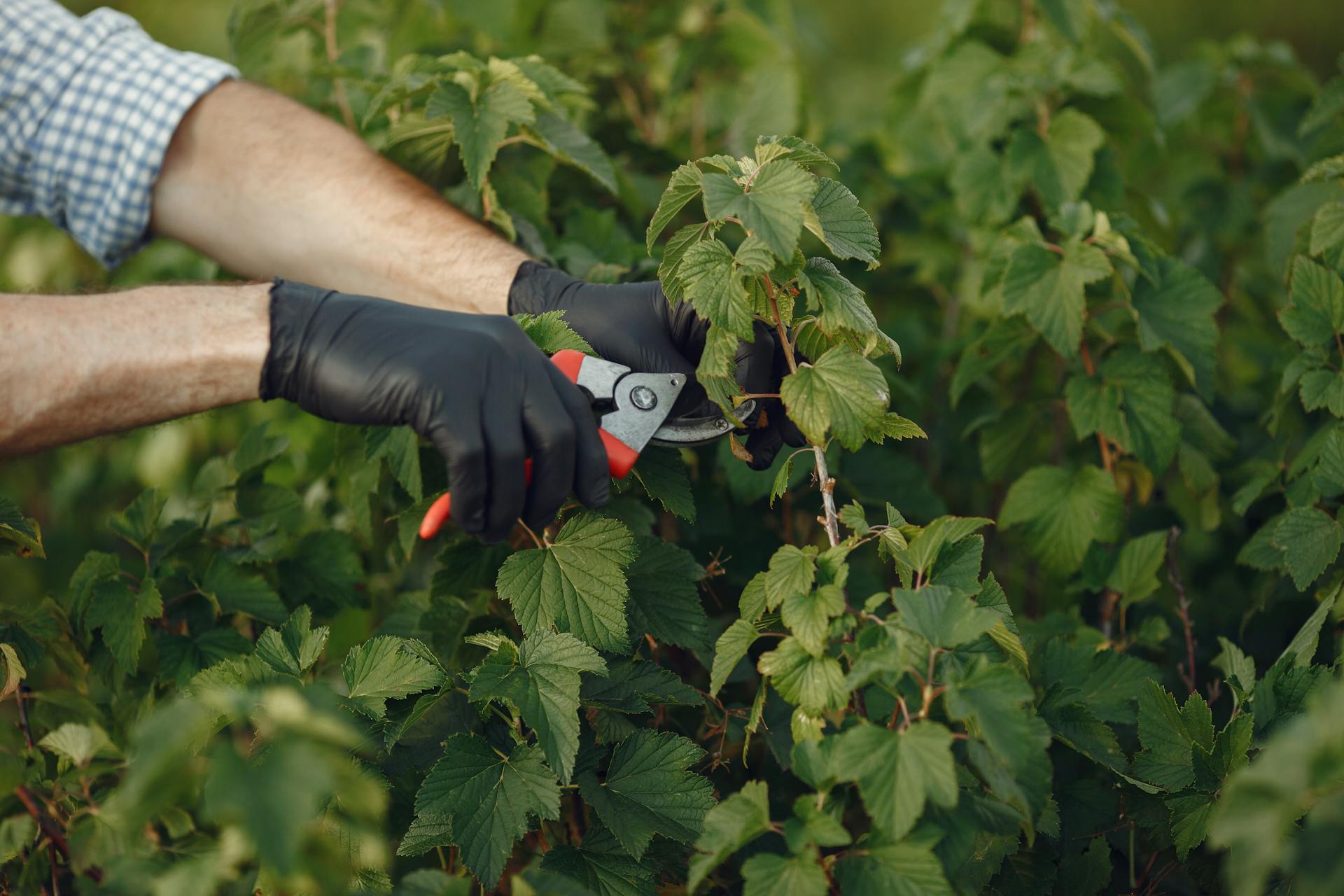 Un hombre podando una frondosa planta verde | Fuente: Pexels