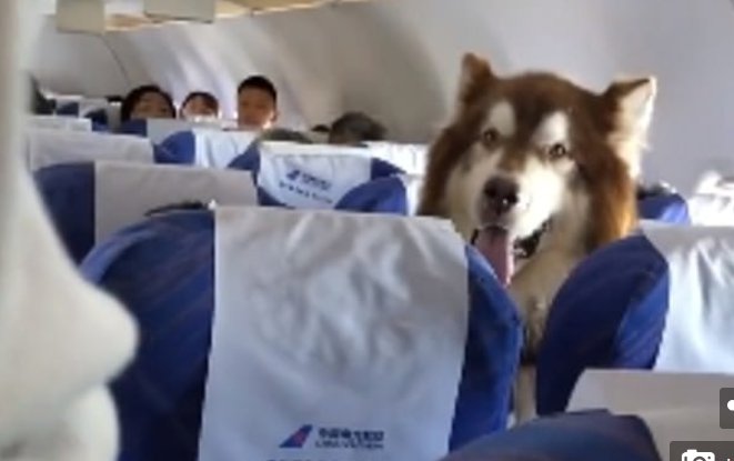 El Malamute de Alaska seguramente mantuvo a su compañero de buen humor durante el vuelo. | Foto: YouTube / RT en Español