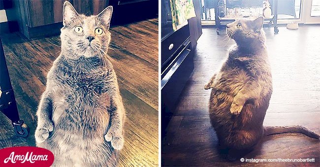 Gato gordo que se ha convertido en una celebridad de Internet finalmente fue adoptado