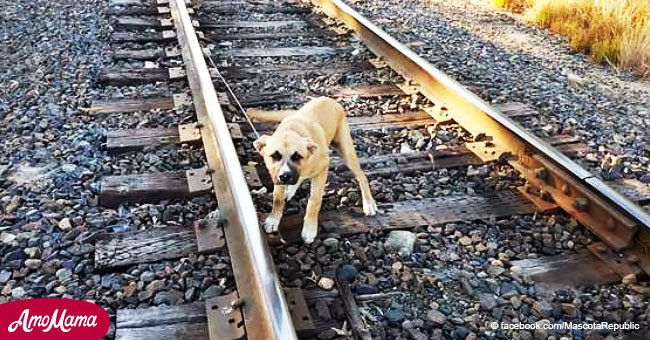Nota a perro aterrado atado a las vías del tren y se da cuenta de que lo dejaron allí para morir