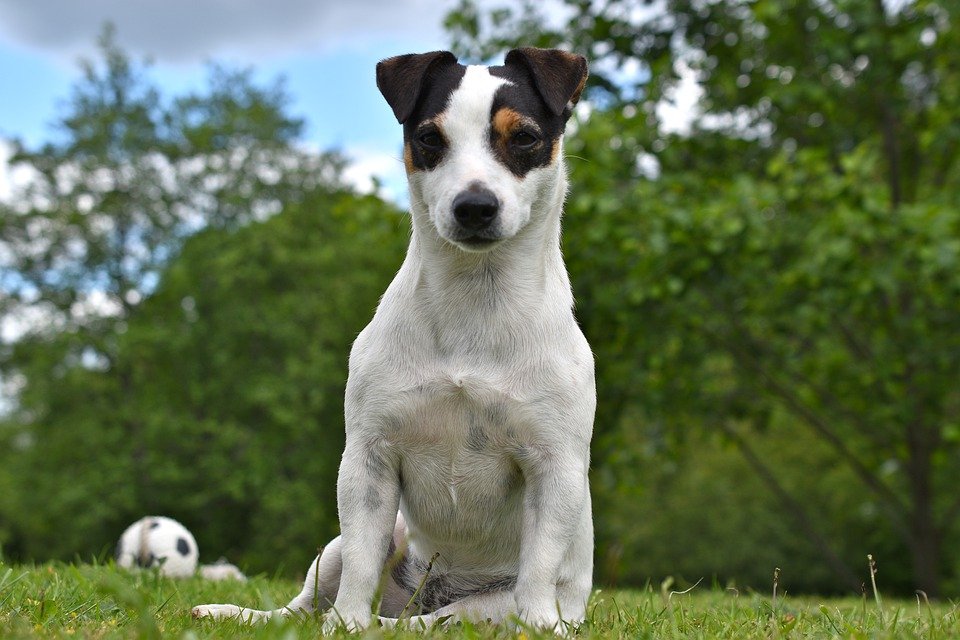 Perrito Jack Russel Terrier │Imagen tomada de: Pixabay