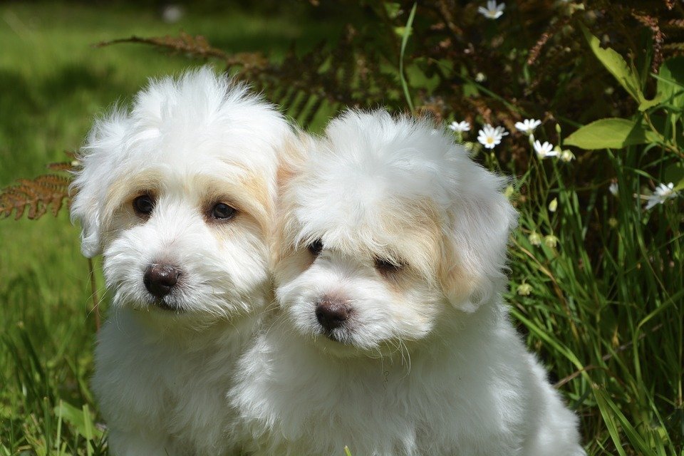 Un par de perritos blancos de raza pequeña sentados sobre el pasto. | Imagen: Pixabay