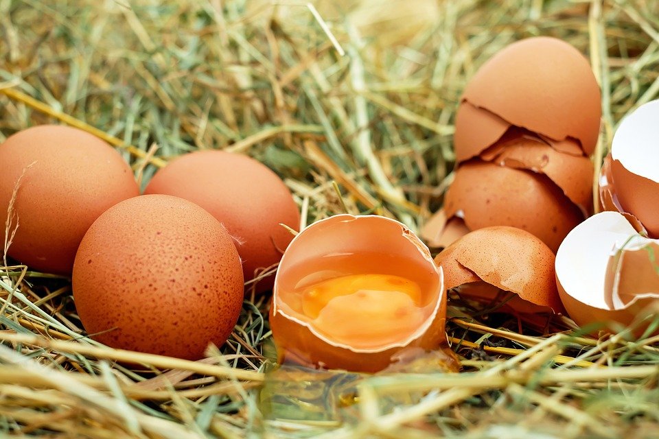Cáscara de huevo. | Imagen tomada de: Pixabay