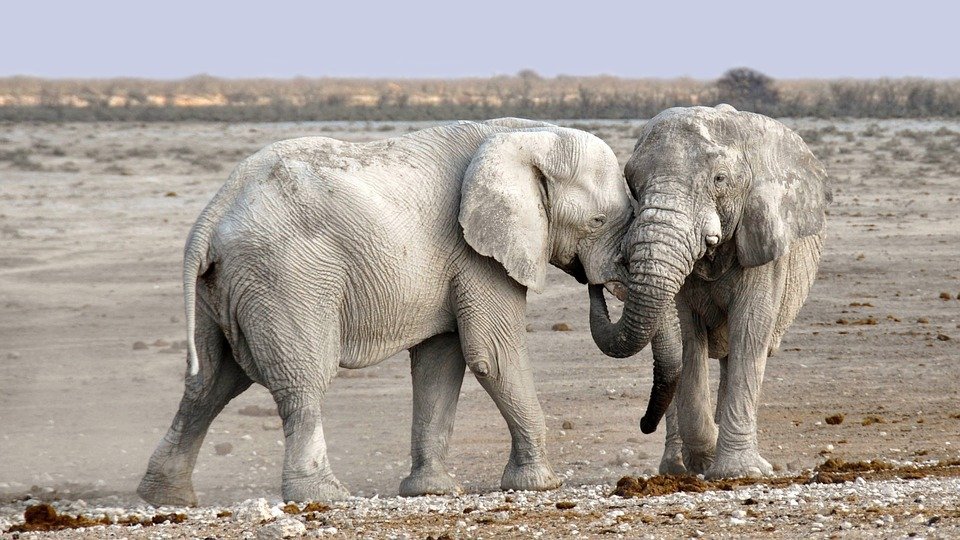 Elefantes| Foto: Pixabay
