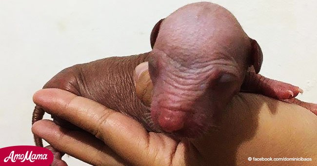 Facebook eliminó foto inocente de un cachorro pensando que era algo grosero (y desnudo)