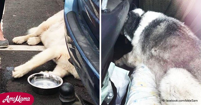 Desgarradoras fotos muestran a angustiado perro que estuvo atrapado dos horas en auto sofocante 