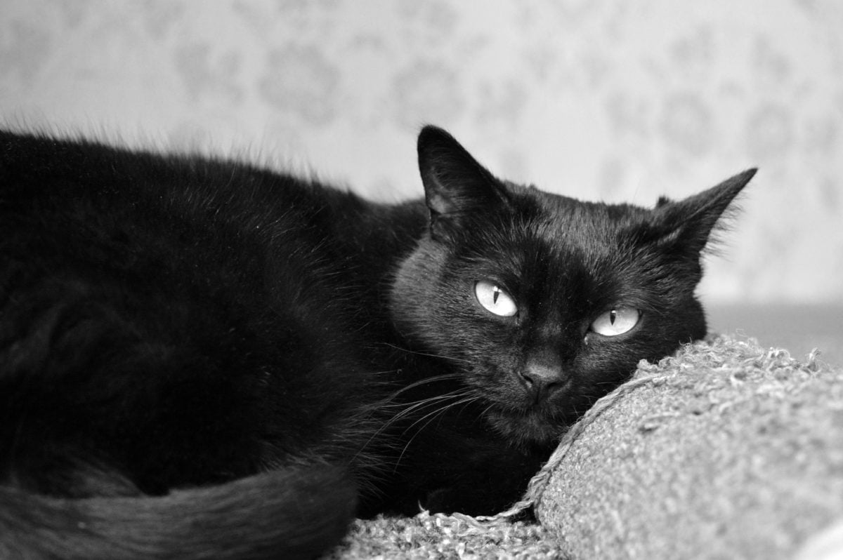 Gato. | Foto: Pixnio