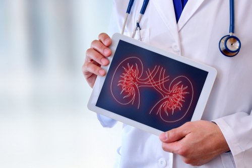 Médico con imagen de los riñones| Foto: Shutterstock