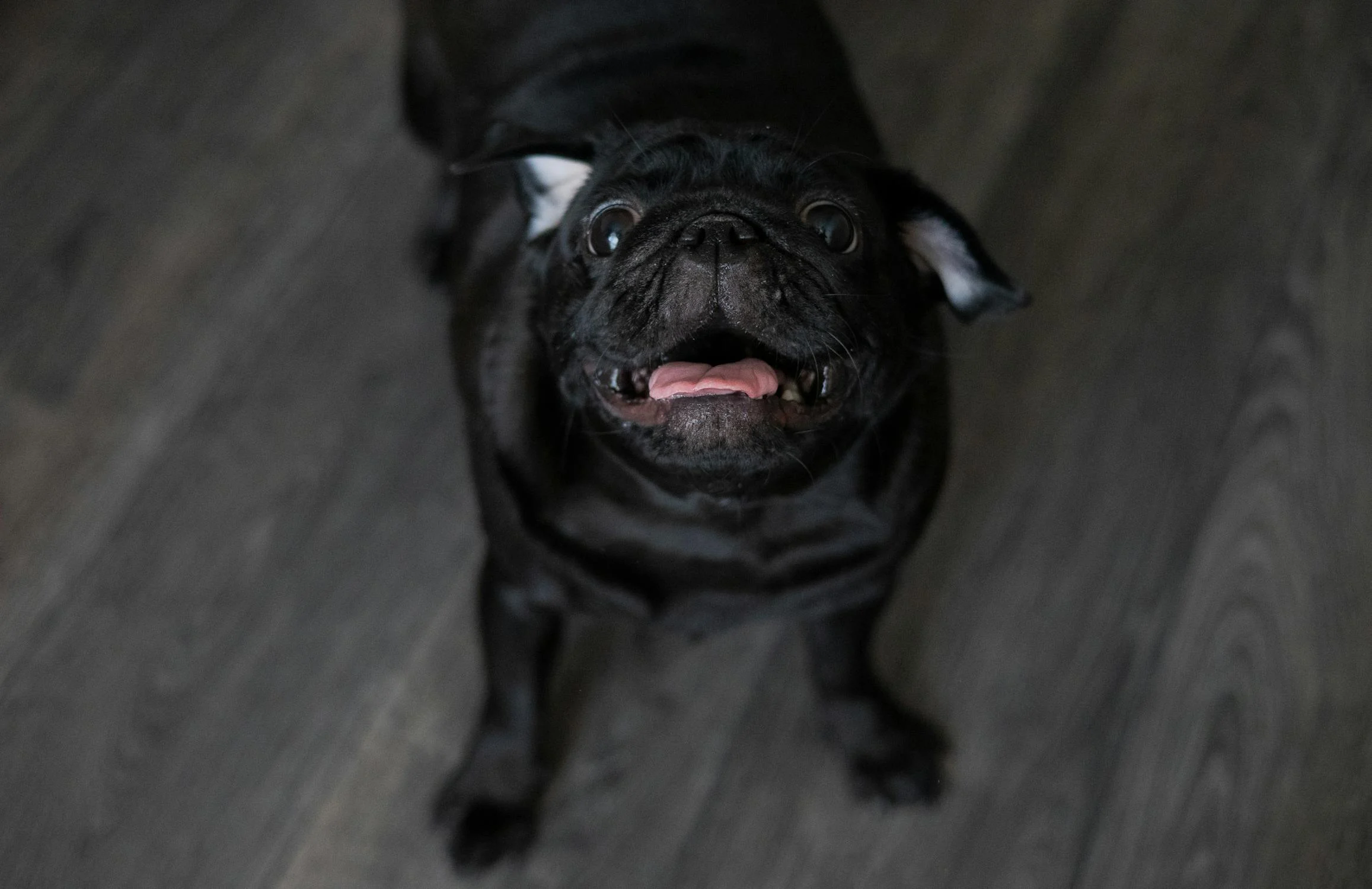 Un carlino ladrando | Fuente: Pexels