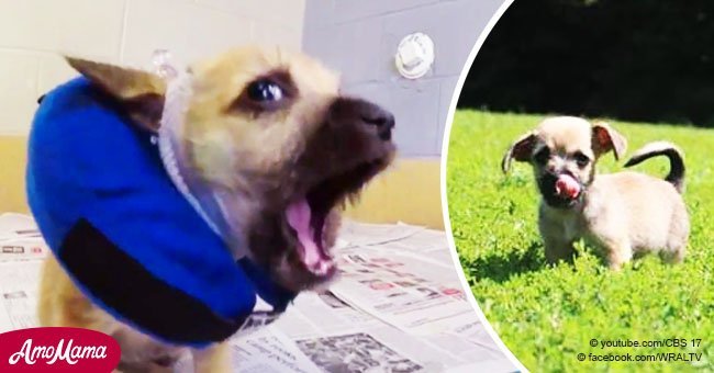 Cachorro sordo fue atado a árbol, al hallar a familia amorosa se transforma en nuevo animal