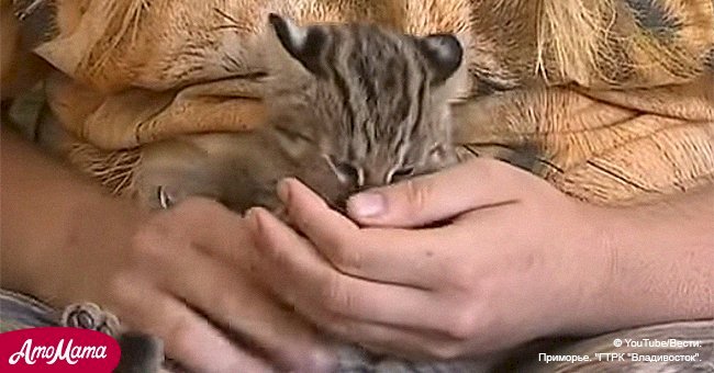 Pensó que había salvado a gatito de la muerte, pero se dio cuenta de que era todo un depredador