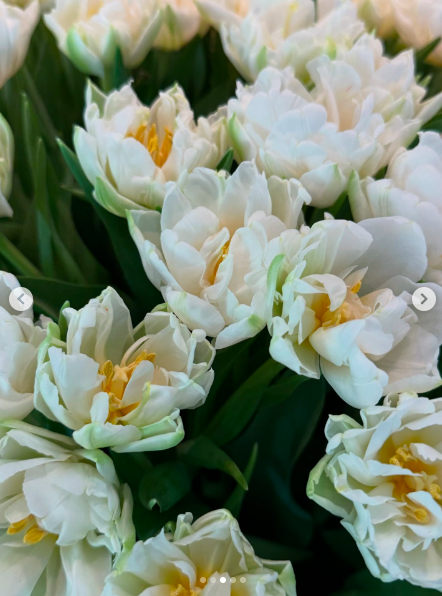 Tulipanes blancos en plena floración. | Fuente: Instagram/gisele