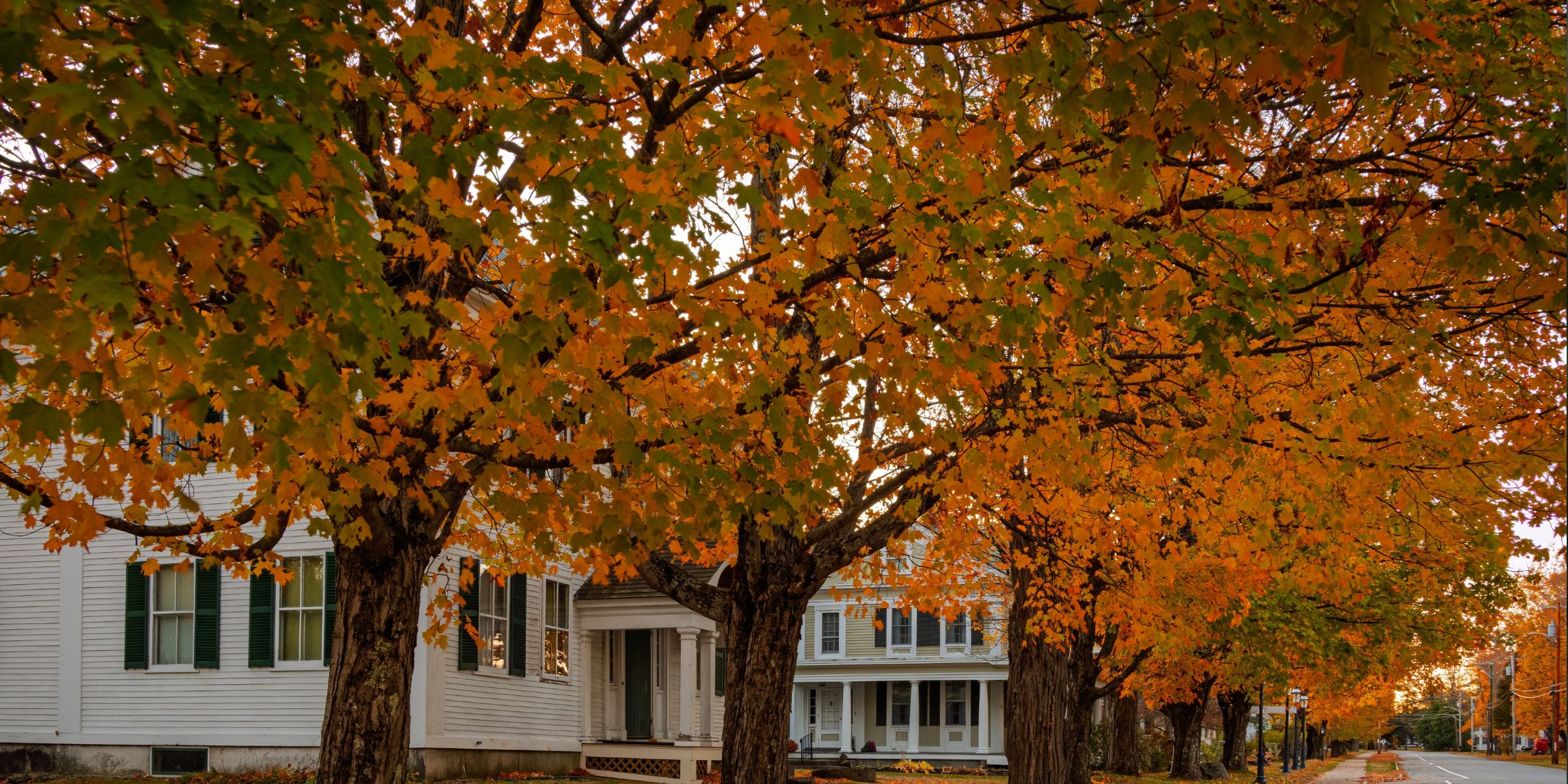 Un quartiere circondato dagli alberi in autunno | Fonte: Shutterstock