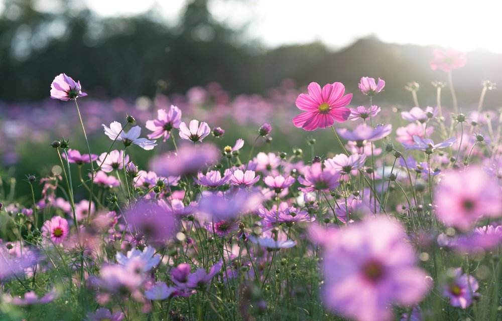 Campo de flor del cosmos. | Fuente: Shutterstock
