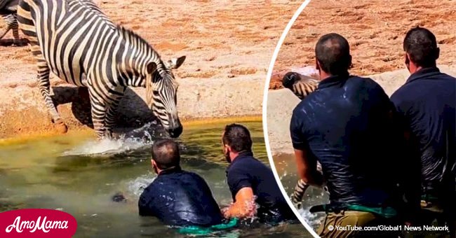 Hombres corren a salvar a cebra recién nacida que se ahoga y su reunión con su madre se hace viral