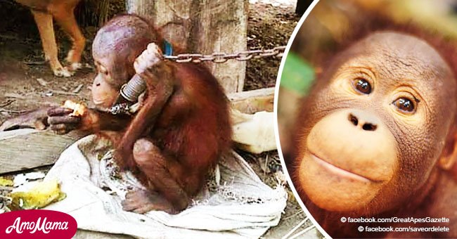 Adorable orangután fue encadenado y dejado bajo una casa durante 5 años