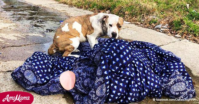 Triste perrita abandonado en inmundo vecindario se rehusaba a dejar su frazada