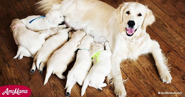 Perros de raza son forzados a morir por dar a luz a tantos cachorros como sea posible