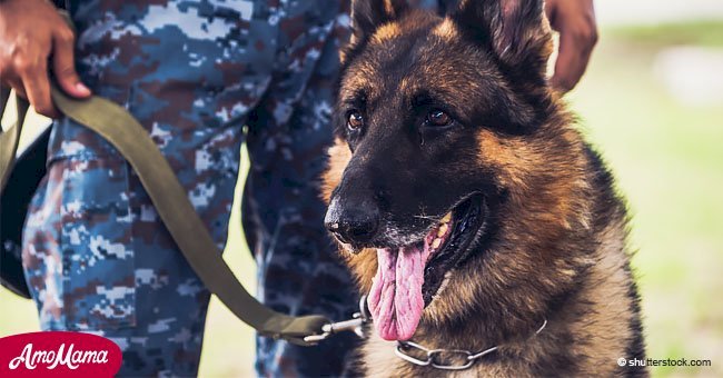 Indignación después de que el ejército pone a dormir a más de 1000 perros militares viejos