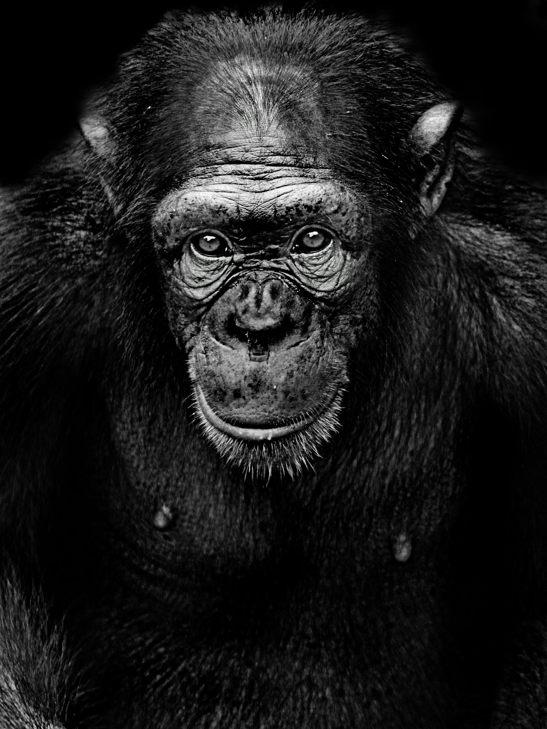 Foto monocroma de un chimpancé | Fuente: Pexels