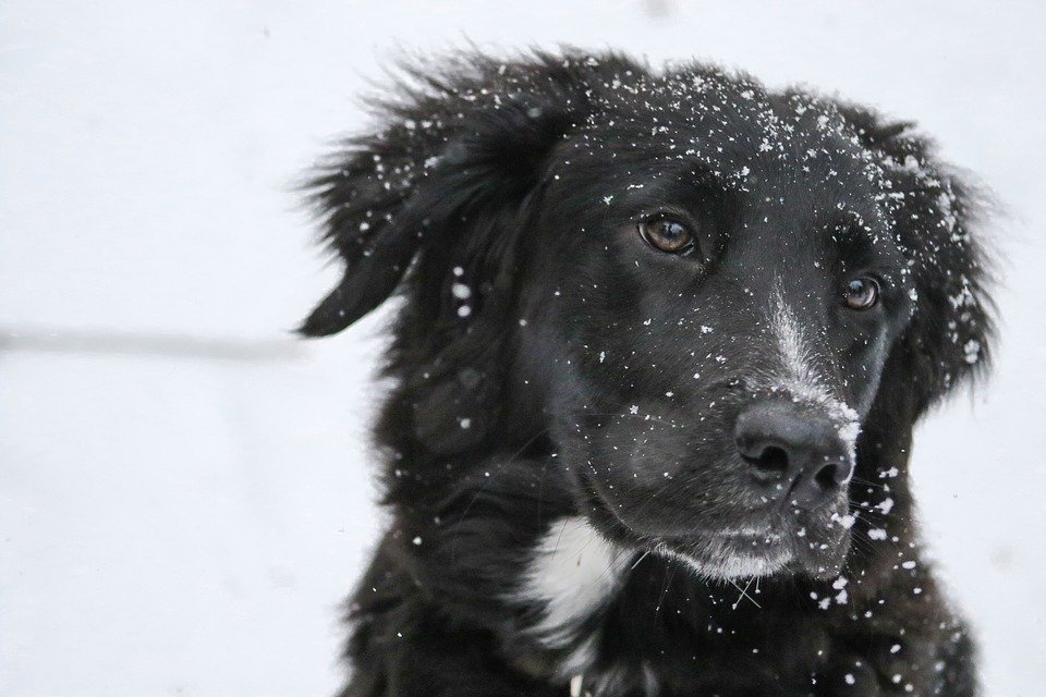 Primer plano de la cara de un perro en la nieve. | Foto: Pixabay