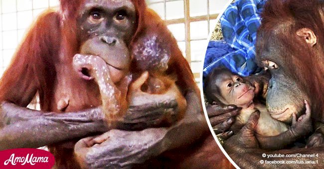 Entristecida mamá orangután es reunida con su bebé secuestrado en conmovedor video