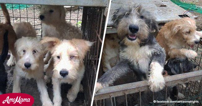 Indignación tras grupo de defensa animal ser acusado de matar en secreto más de 230 perros