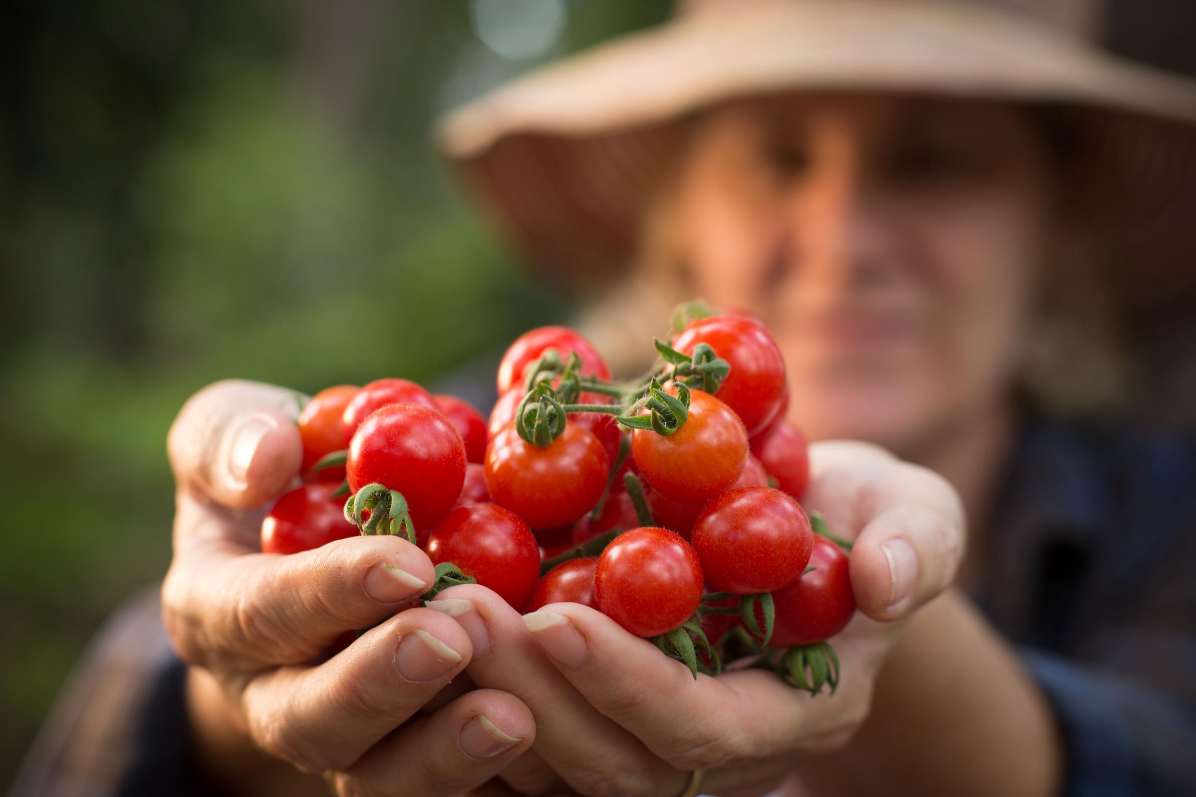 Tomates | Fuente: Getty Images