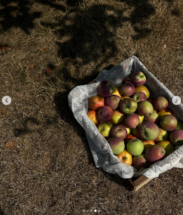 Una caja rústica de madera forrada con delicado encaje blanco descansa sobre la hierba salpicada por los rayos del sol, rebosante de manzanas recién cosechadas del huerto de Arcady. La variada selección de frutas de colores —verdes, amarillas y de un rojo ruborizado— refleja la generosa cosecha otoñal de la finca de Pamela Anderson en la isla de Vancouver, donde cultivar y compartir alimentos de temporada le aporta una sensación de tranquilidad y bienestar. Ella acompañó esta preciosa imagen de la cosecha con el siguiente comentario: "Del huerto… 🤍". | Fuente: Instagram/pamelaanderson