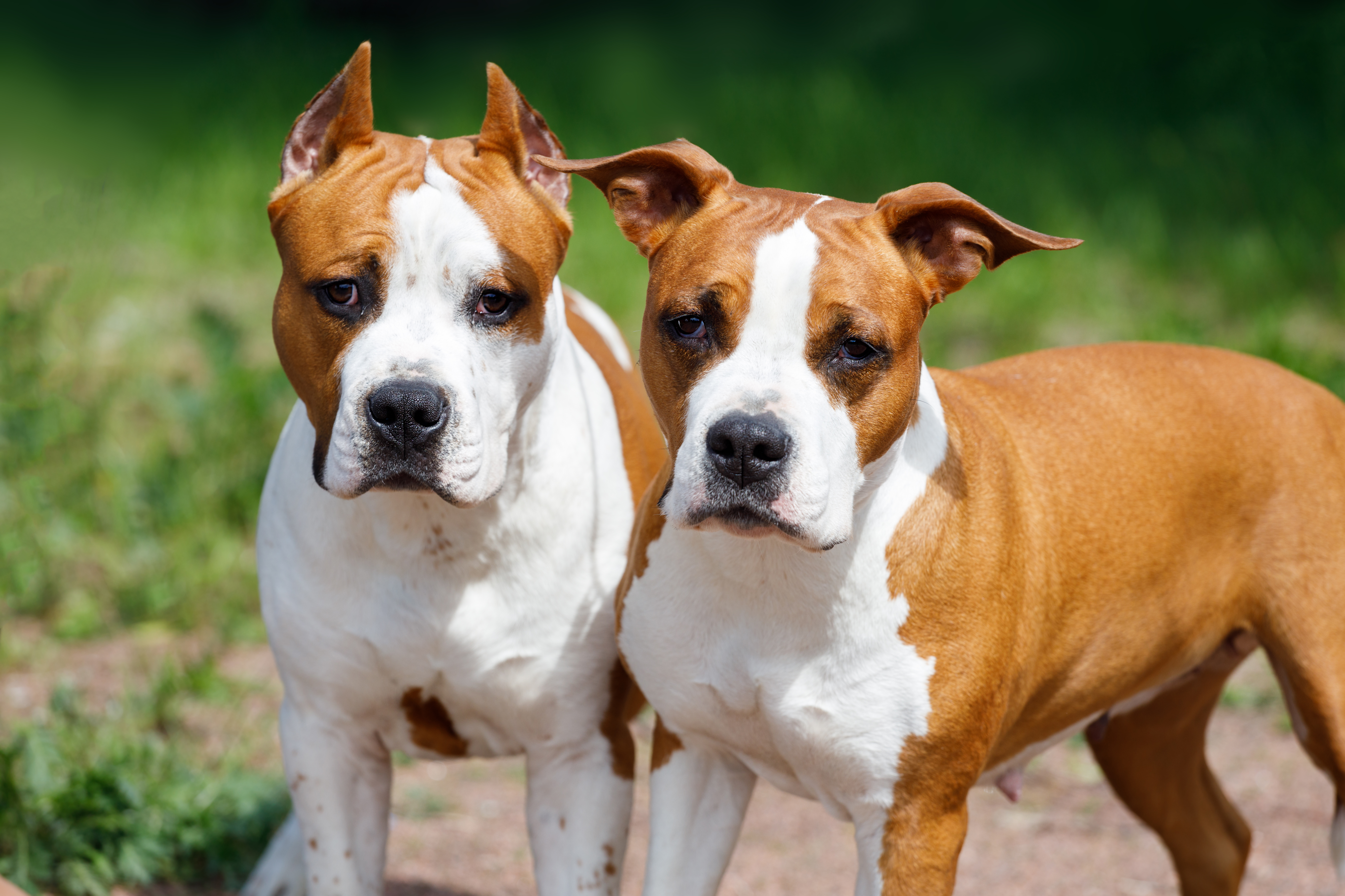 Dos pit bull terriers. | Foto: Shutterstock