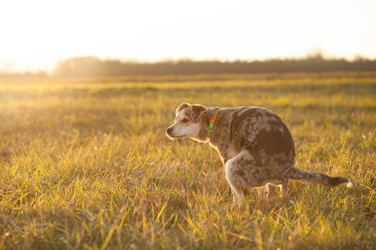 Un perro haciendo sus necesidades en la hierba | Fuente: Pixabay